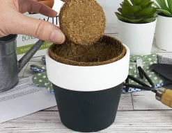 Grow It - Bonsai Trees<Gift Republic Online