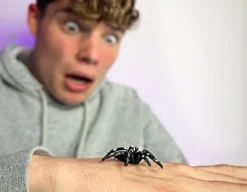 Spider Pack - Wicked Pranks<Shock Tricks Ltd Best